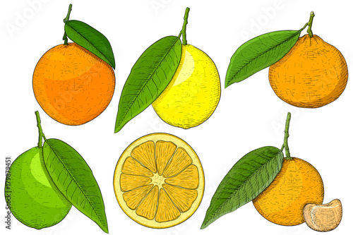 Citrus fruits. Hand drawn sketch