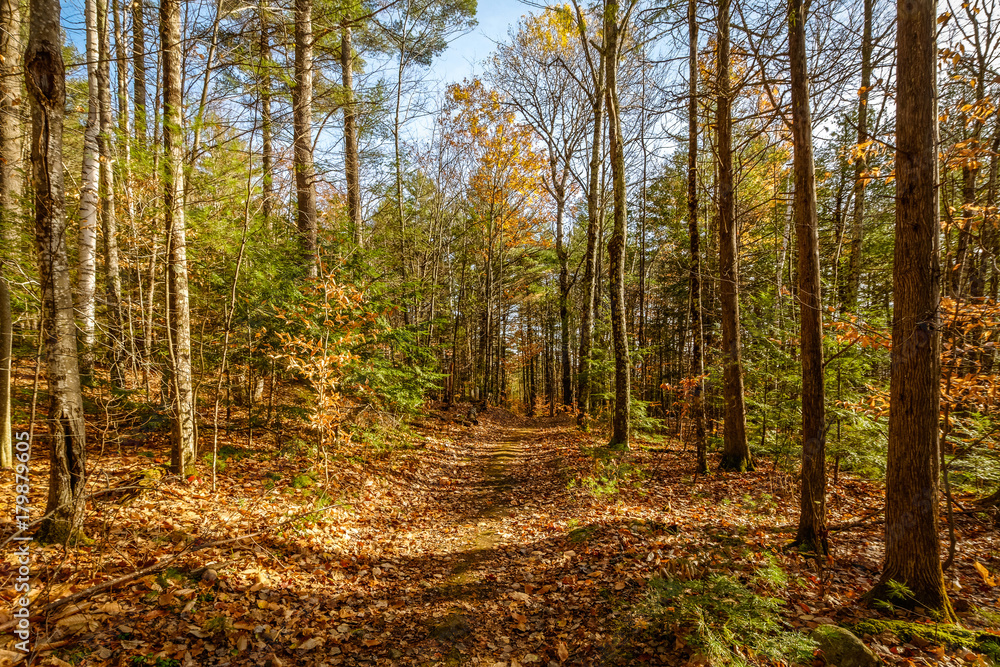 Fototapeta premium View of a forest in late fall