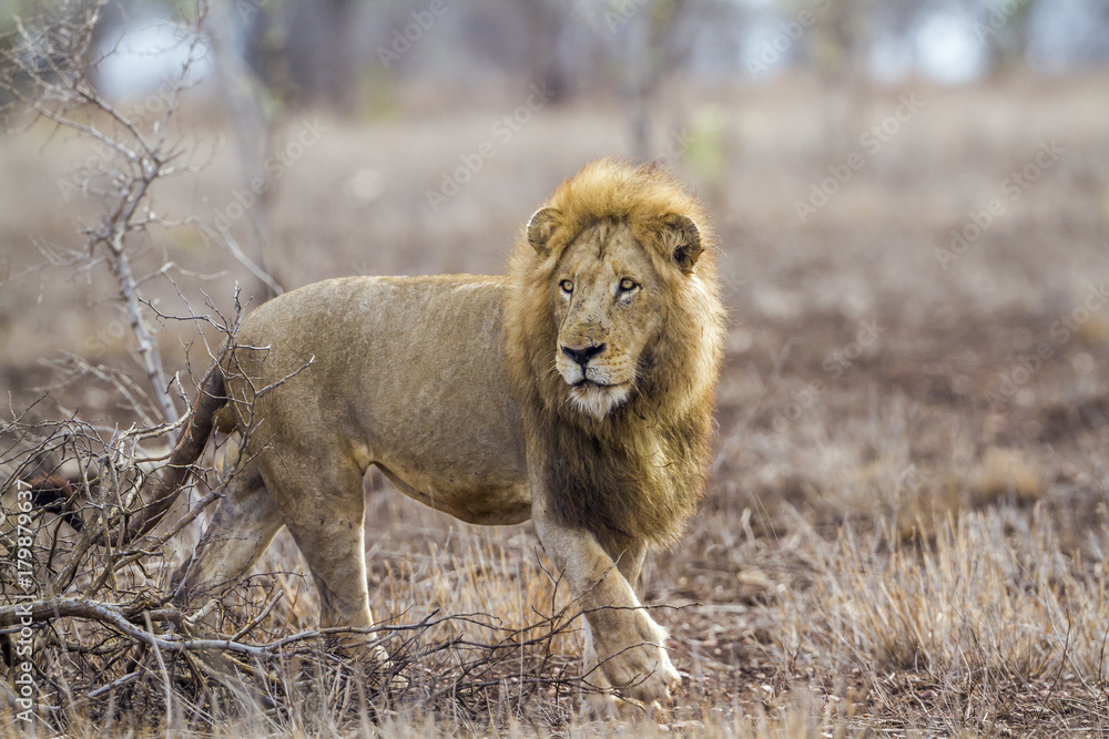 African lion in Kruger National park, South Africa African lion in Kruger National park, South Africa