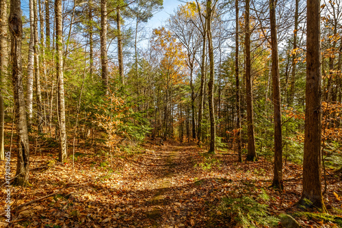 View of a forest in late fall
