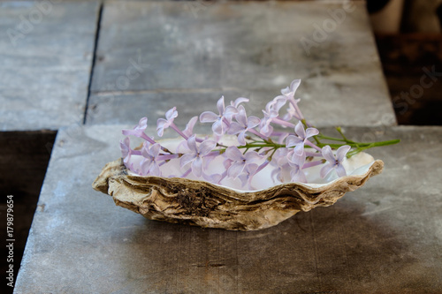 oyster shell and lilac photo