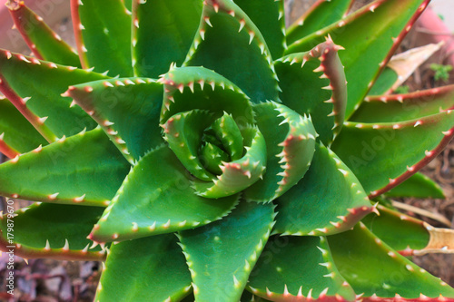 Wallpaper Mural Thorny Green Succulent Torontodigital.ca