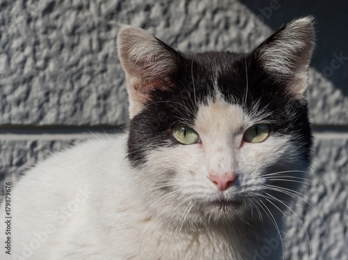 Black and white stray cat close up