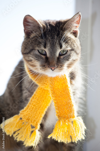 tabby kitten in yellow scarf on a white background, smoky cat in knitted scarf, isolated on white