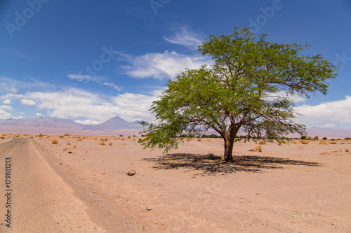 Chilean Tree in the Desert