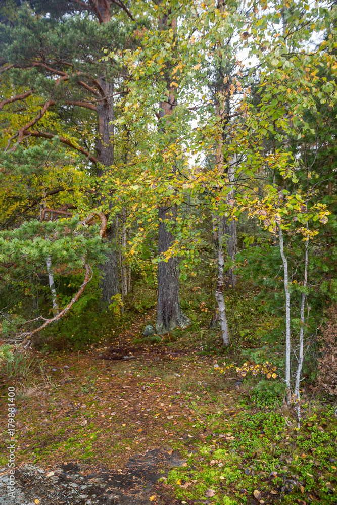 Yellow Green Autumn Forest Backdrop Pine and Birch Trees Background Yellow Green Autumn Forest Backdrop Pine and Birch Trees Background