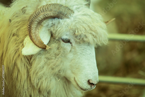 Fototapeta Naklejka Na Ścianę i Meble -  Sheep
