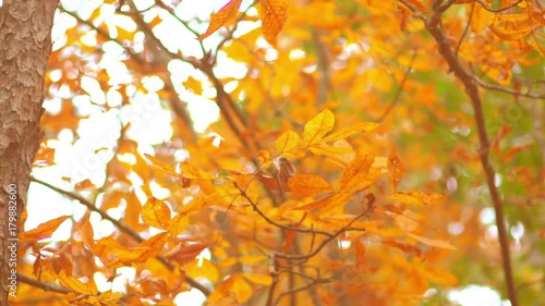 Yellow Autumn Forest