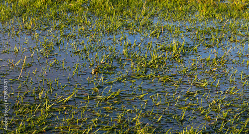 Photos A waterlogged green grass pitch field, stopping the game being played