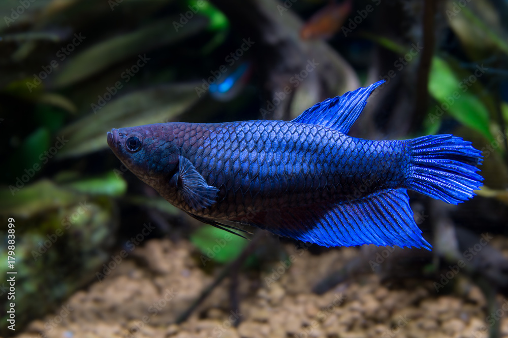 Female blue deals betta