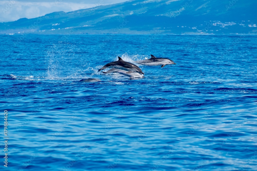 Striped dolphins in the Azores. Striped dolphins in the Azores.