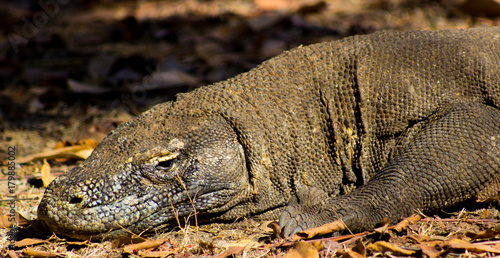 Komodo Dragon on Comodo Island, Indonesia photo