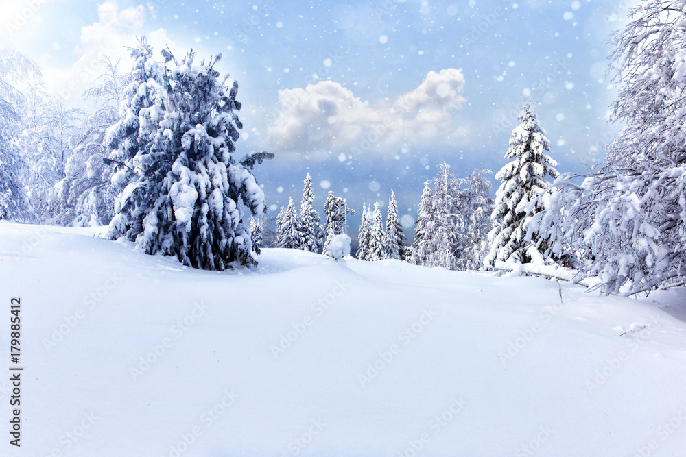 Obraz premium Winter forest against mountains