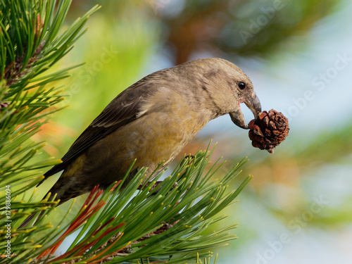 Crossbill - Loxia pytyopsittacus