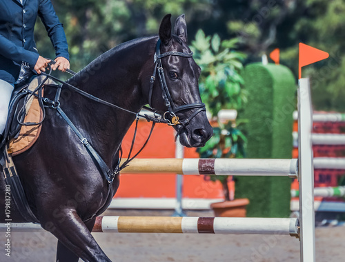 Black dressage horse and rider in blue uniform at show jumping competition. Equestrian sport background. Unidentified jumping rider on horseback overcomes barriers.
