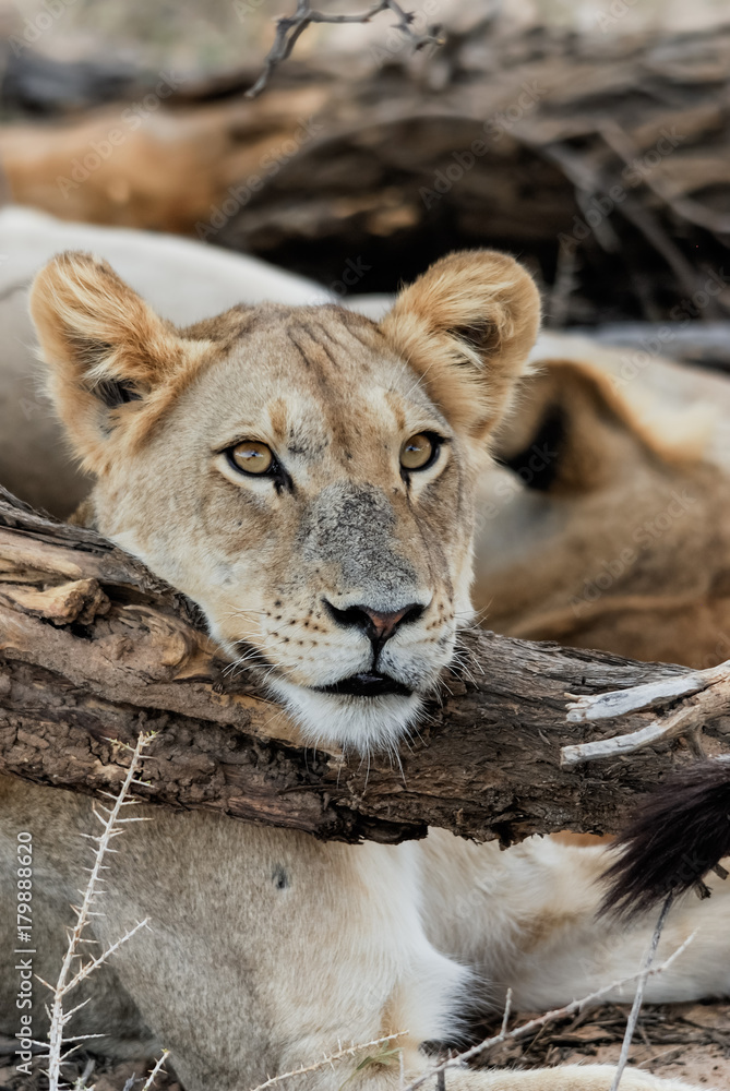 Naklejka premium Kalahari Cub