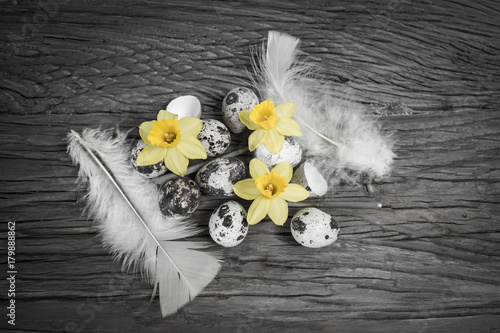 Fototapeta Naklejka Na Ścianę i Meble -  Black and white Easter concept with feathers, eggs and flowers. Focus on yellow colored daffodils.
