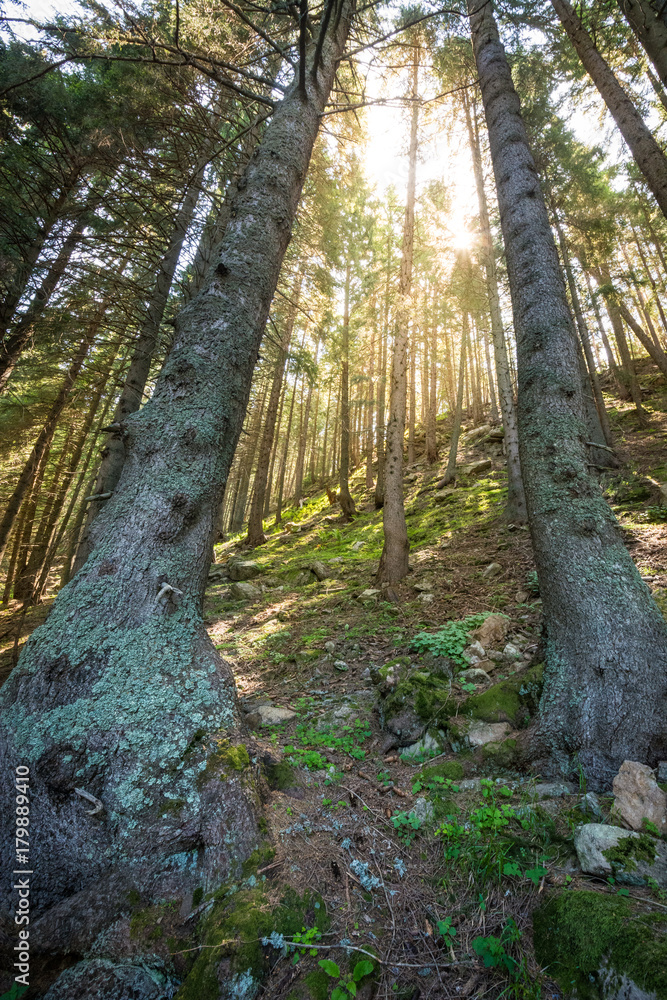 Fototapeta premium Twin trees