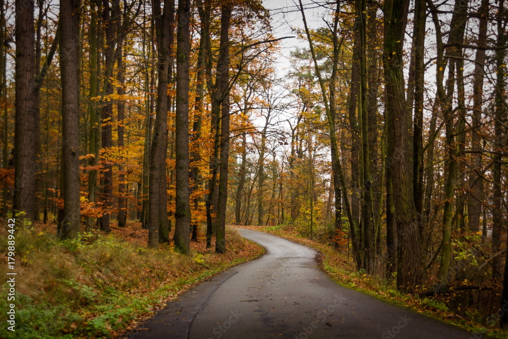 Autumn road in Czech republic