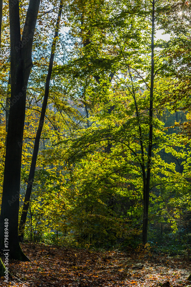 Naklejka premium Herbst im Wald