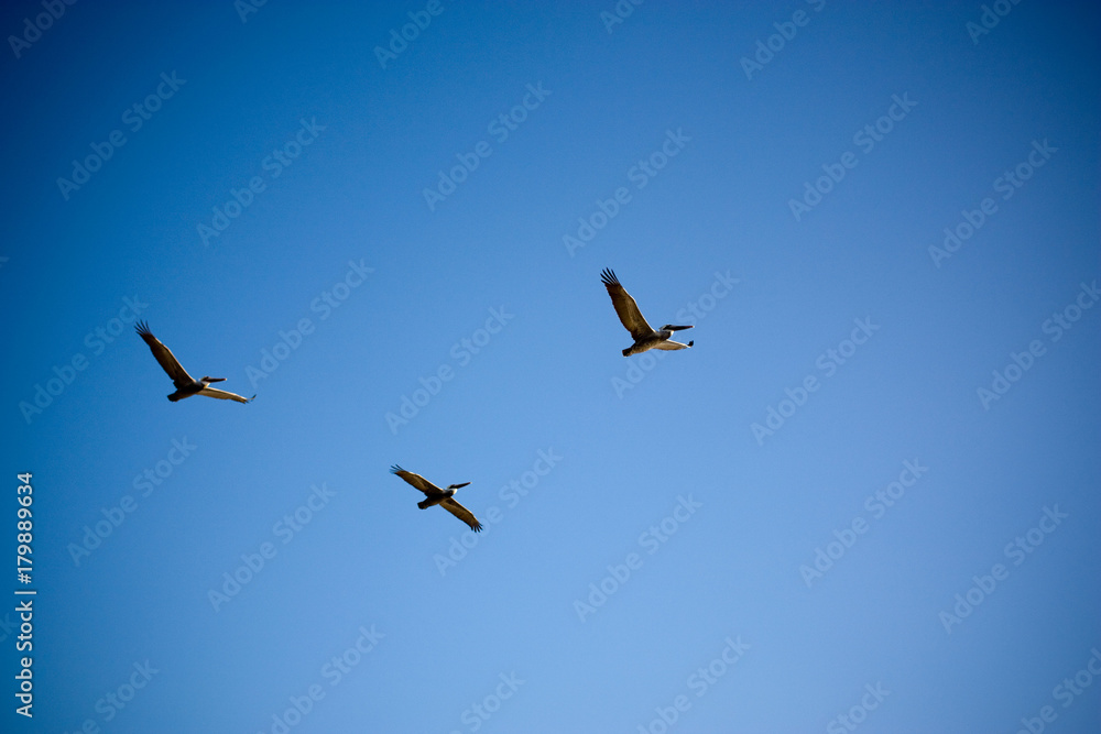 Three Pelicans Flying In Clear Sky