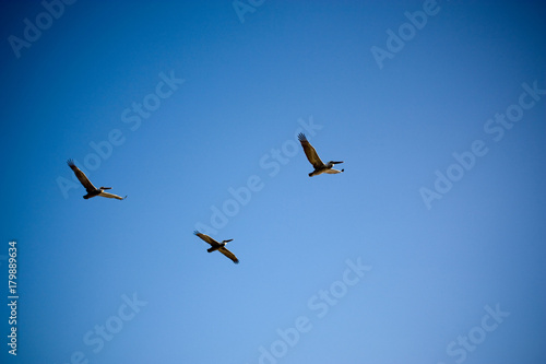 Three Pelicans Flying In Clear Sky