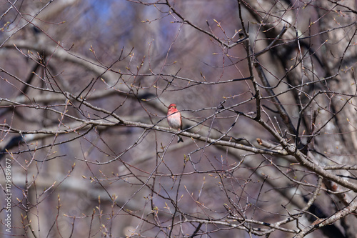 Purple Finch perching in tree