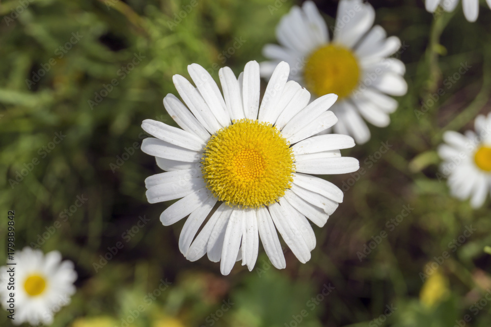 Fototapeta premium Summer daisies on the lawn