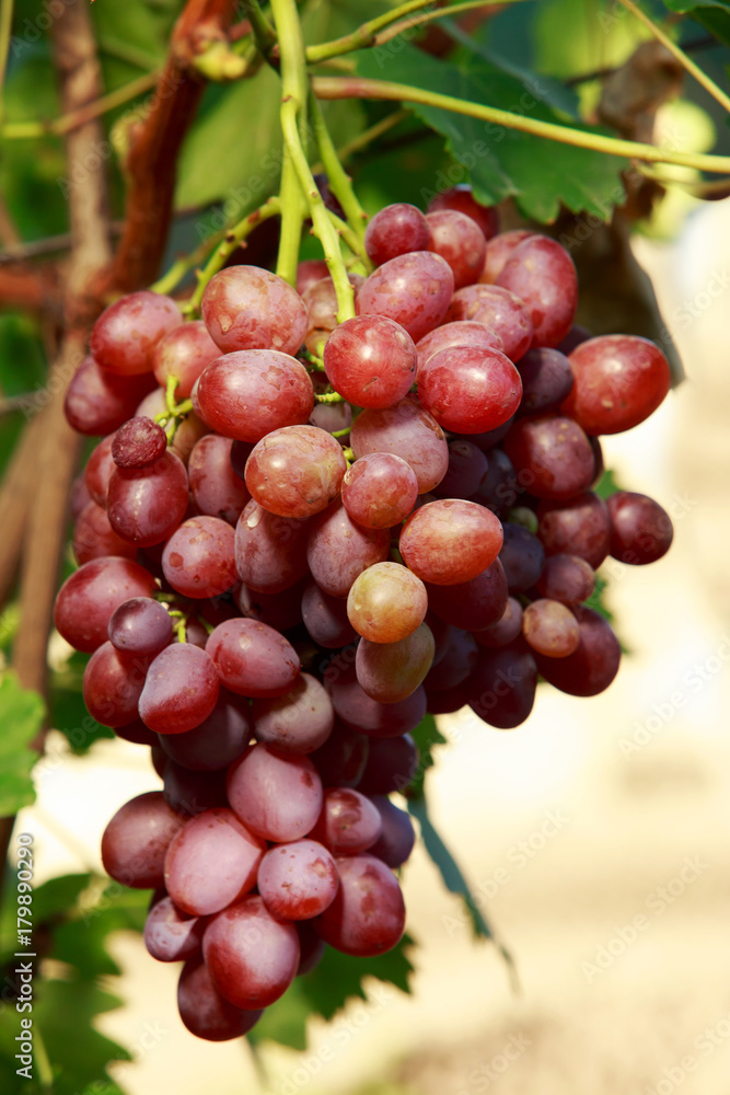 Fototapeta premium bunch of ripe grapes