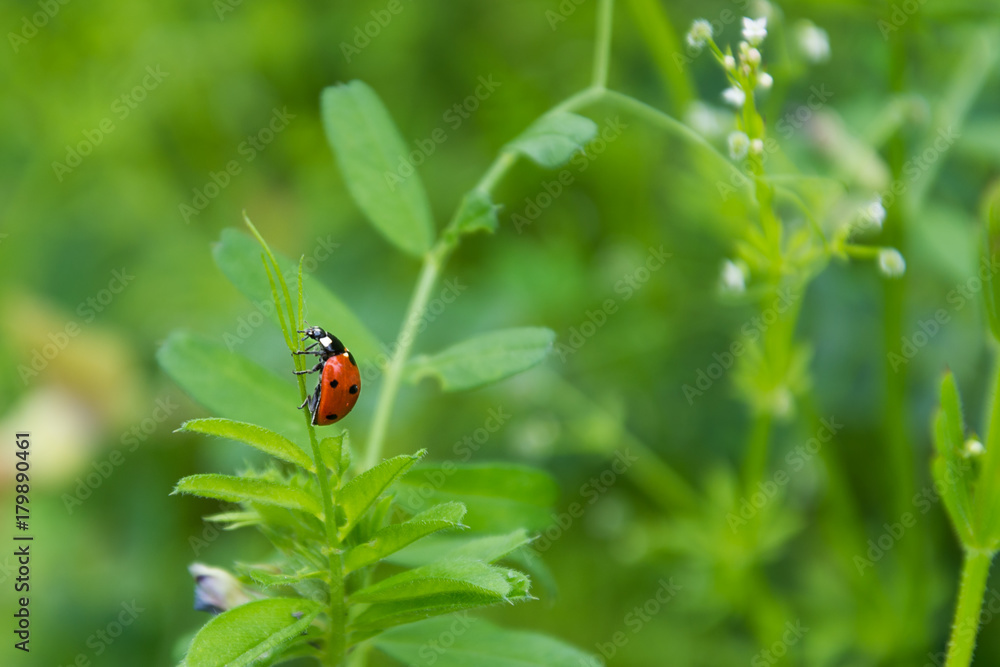 Ladybug II Ladybug II