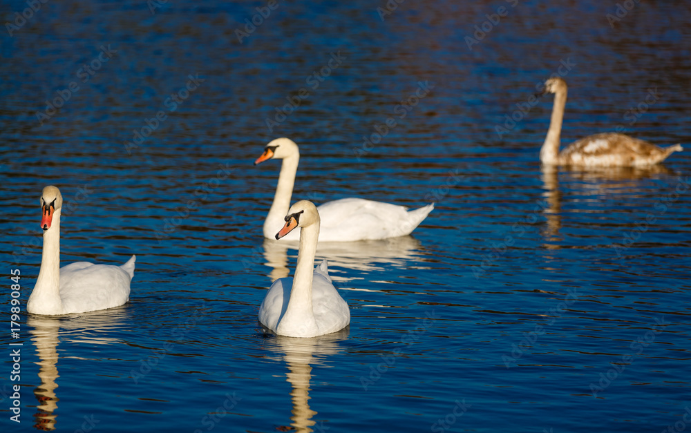 Four white swans floats in blue water of lake Four white swans floats in blue water of lake