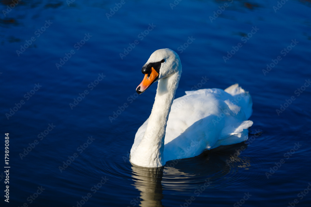 Graceful white swan Graceful white swan