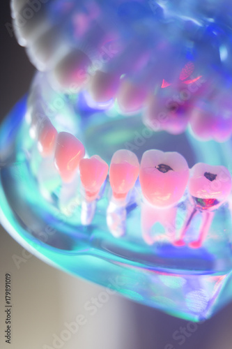 Dental healthy teeth model