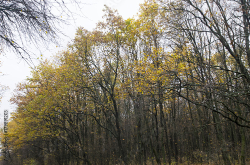 Autumn trees against the sky. Late fall.