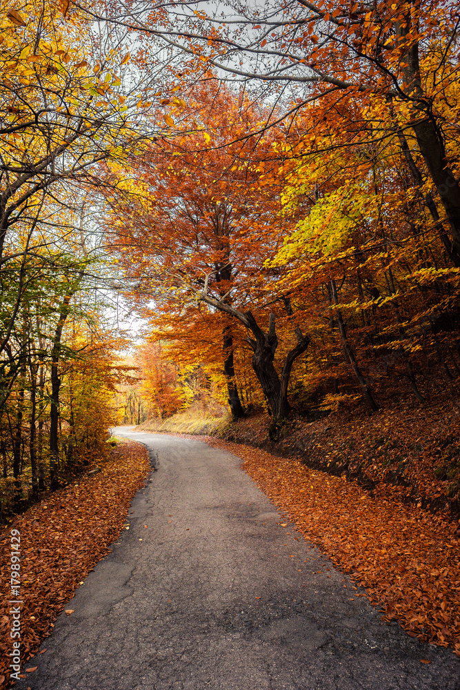 autumn road in the forest 