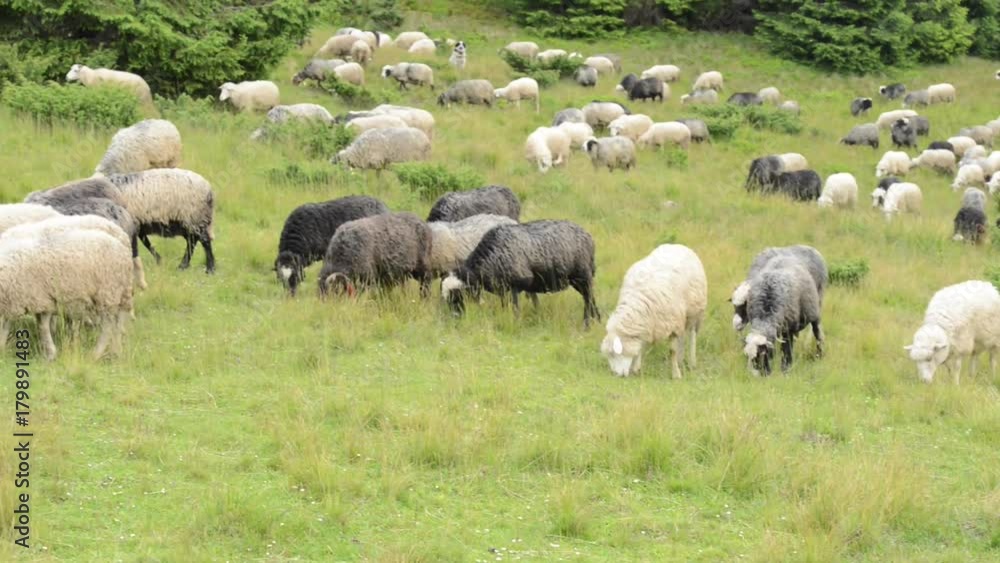 Herd of sheeps on green meadow Herd of sheeps on green meadow