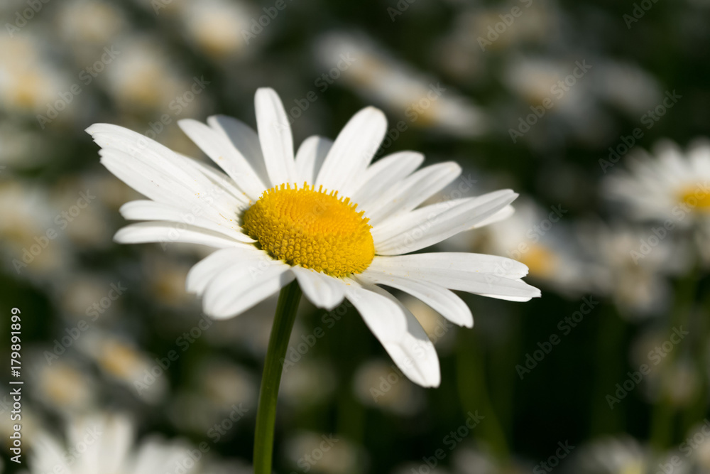 Daisies in a summer meadow. Blooming daisies against green of summer.