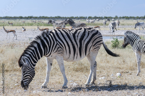 Group of zebras / Herd of zebras in Etosha National Park, Africa.