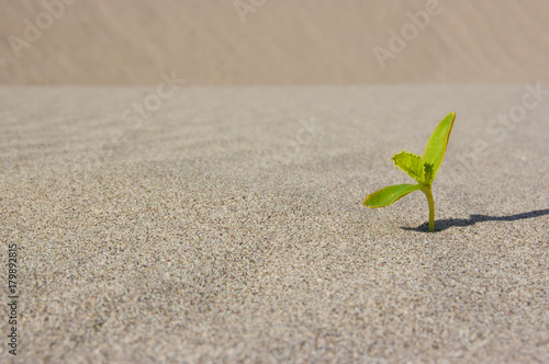 Plant sprouting in the desert Sahara. Seedling sand background. One sprout