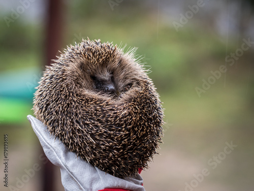 Wild Eurpean Hedgehog, Erinaceus europaeus, curled up in a hand with gloves on photo