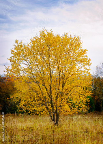 Single tree clothed in bright and vibrant yellow leaves against a blue sky and fall landscape