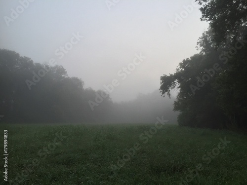 foggy meadown morning