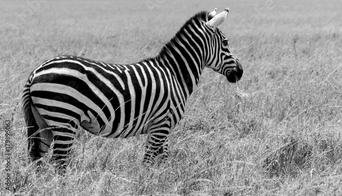 Zebra