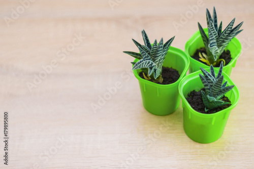 succulents in salad pots