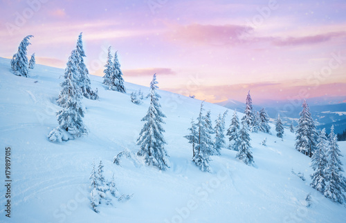 pine tree in winter at sunset in the mountains. Purple sky © Ryzhkov Oleksandr