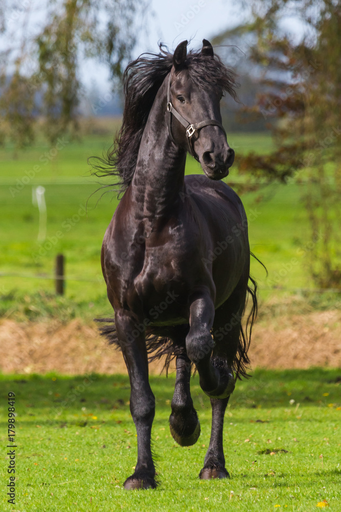 Young Frisian Stallion Young Frisian Stallion