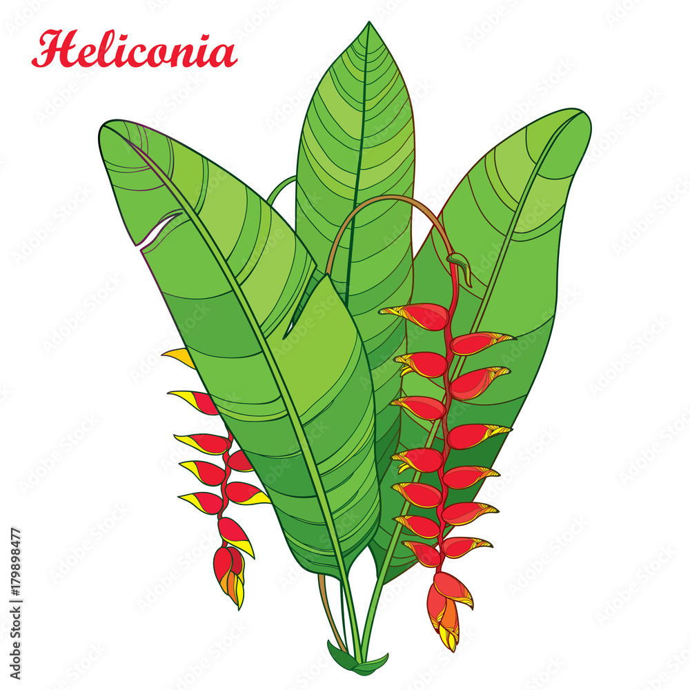 Fototapeta Vector bouquet with outline Heliconia rostrata or lobster claws red flower and green leaves isolated on white background. Tropical flora in contour style with ornate flowers for summer design.