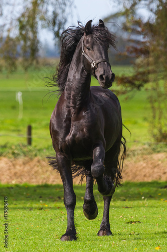 Fototapeta Naklejka Na Ścianę i Meble -  Young Frisian Stallion
