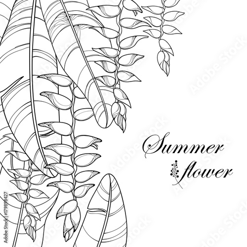Vector bunch with outline Heliconia rostrata or lobster claws flower and leaf in black isolated on white background. Ornate tropical flowers in contour style for summer design and coloring book.