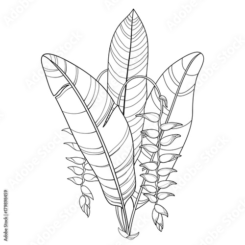 Vector bouquet with outline Heliconia rostrata or lobster claws flower and foliage in black isolated on white background. Tropical ornate flower in contour style for summer design and coloring book. photo